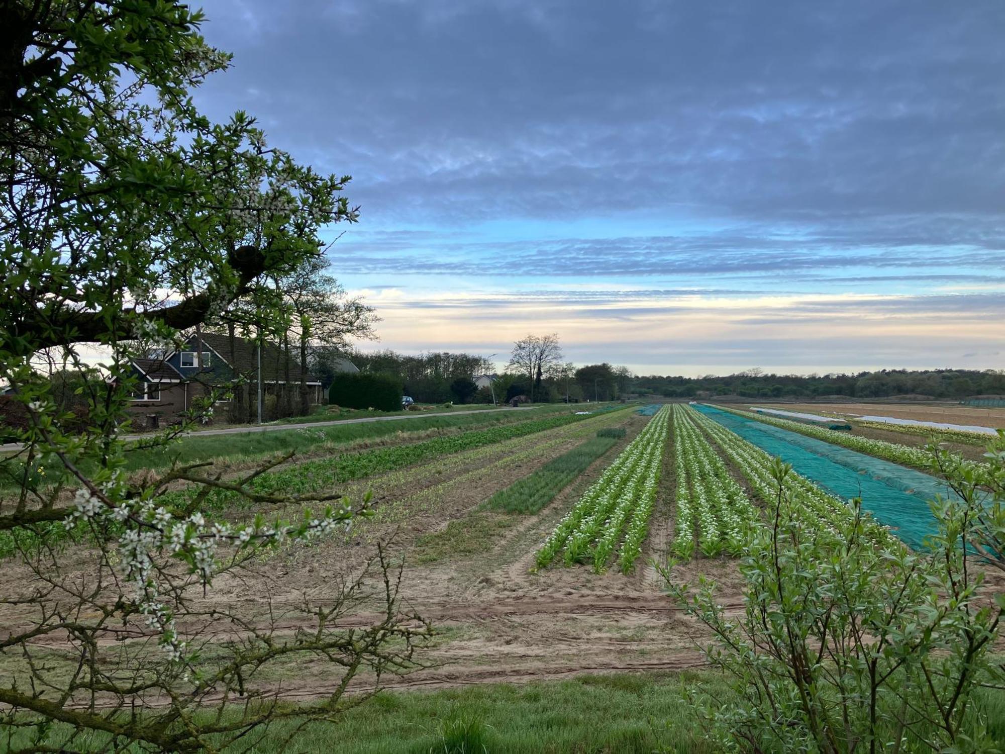 Lowlander Bnb Heemskerk Exteriér fotografie